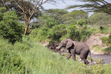 Serengeti Ulusal Parkı 'ndaki fil.