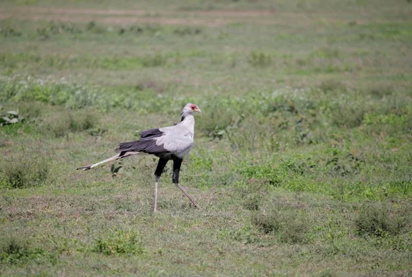 Pták v národní Park Serengeti — Stock fotografie