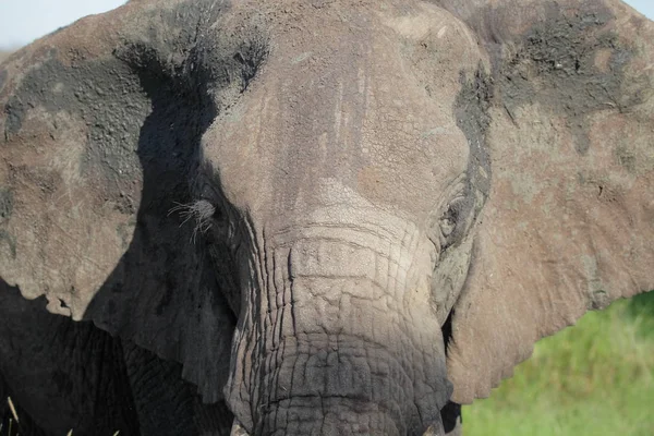 Słoń w Parku Narodowym Serengeti — Zdjęcie stockowe