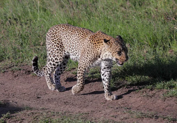 Leopard in Serengeti National Park — Stock Photo, Image