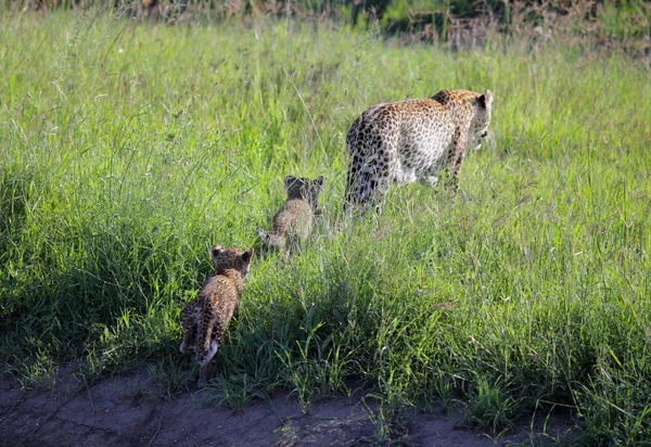 ヒョウ セレンゲティ国立公園 — ストック写真