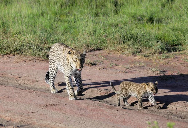Леопарды в Национальном парке Серенгети — стоковое фото
