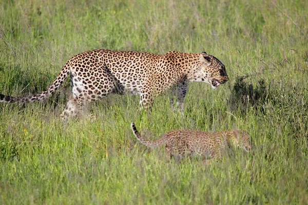 Леопарды в Национальном парке Серенгети — стоковое фото