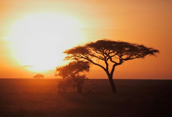 Park Narodowy Serengeti w zachód słońca — Zdjęcie stockowe