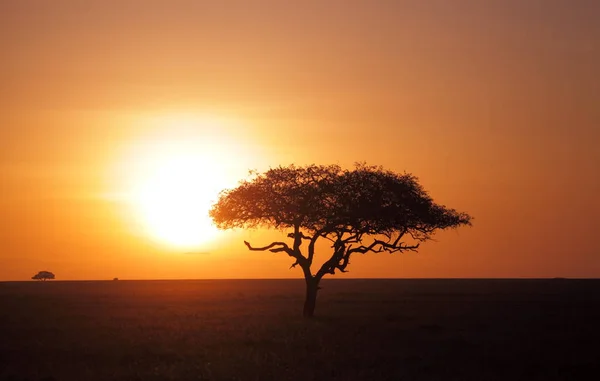 Serengeti Milli Parkı günbatımı ' — Stok fotoğraf