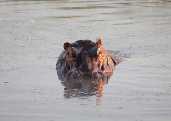 Hippopotame dans le parc national du Serengeti — Photo