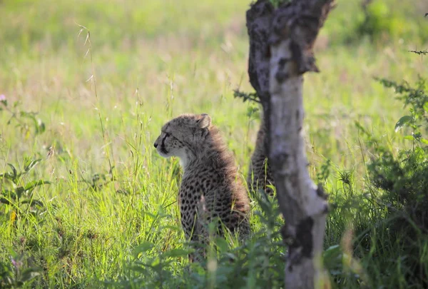 Леопард в Национальном парке Серенгети — стоковое фото