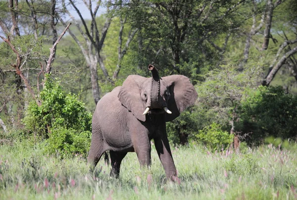 Elefante nel Parco Nazionale del Serengeti — Foto Stock