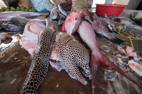 Φρέσκο ψάρι μεγάλο σε Ζανζιβάρη — Φωτογραφία Αρχείου