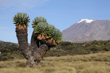 Mt. Kilimanjaro Dağı Milli Parkı 