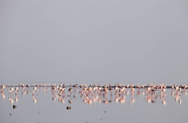 Natron Gölü üzerinde pembe flamingolar