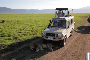 Aslan Ngorongoro krateri Milli Parkı'nda
