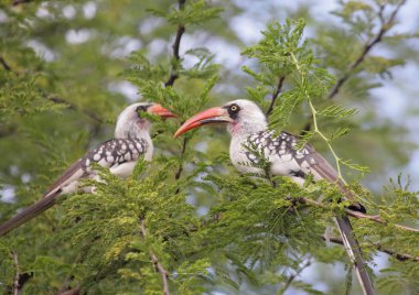 kuşların içinde Serengeti Milli Parkı