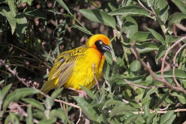 Жовтий птах в Нгоронгоро парку — стокове фото