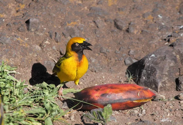 Жовтий птах в Нгоронгоро парку — стокове фото