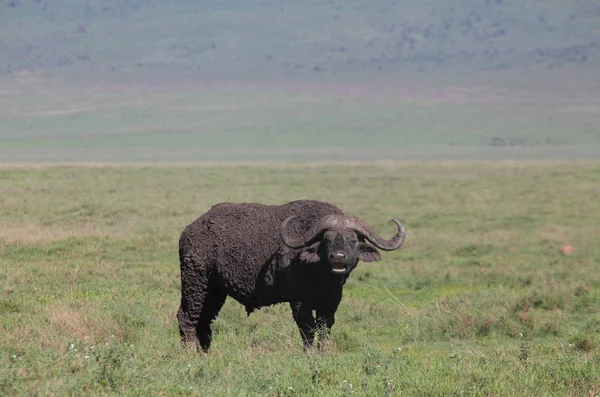 Bulle im Ngorongoro-Krater-Nationalpark — Stockfoto