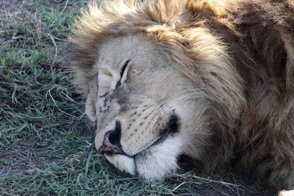 Aslan Ngorongoro krateri Milli Parkı'nda