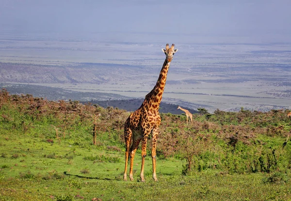 Girafe dans le parc national de Ngorongoro — Photo