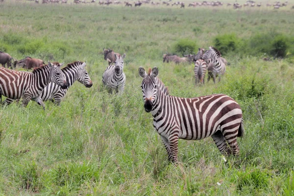 Zèbres dans le parc national du Serengeti — Photo