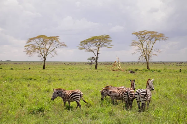 Зебр в національному парку Серенгеті — стокове фото