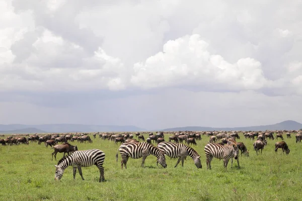 Zèbres dans le parc national du Serengeti — Photo