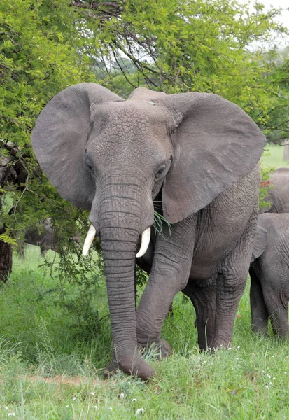 Elefanten im Serengeti-Nationalpark — Stockfoto