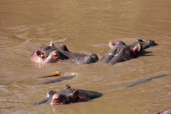 Hipopótamo no Parque Nacional Serengeti — Fotografia de Stock