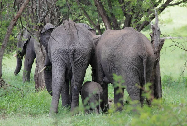 Elephants in Serengeti National Park — Stock Photo, Image