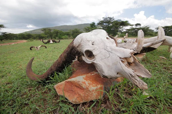 Stierschädel im Serengeti-Park — Stockfoto