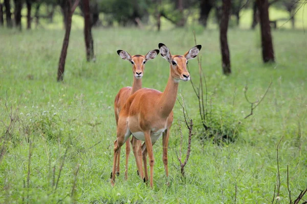 Jeleń w parku narodowym Serengeti — Zdjęcie stockowe