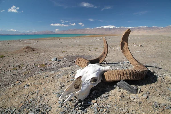 Crânio de touro perto do lago Kara-Kul — Fotografia de Stock