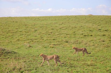 Afrika savanasında çitalar grubu