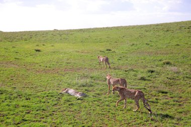 Afrika savanasında çitalar