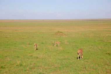 Afrika savanasında çitalar