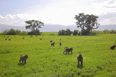 maymun Afrika Savannah