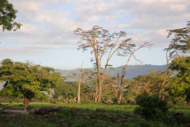Afrika savana manzara