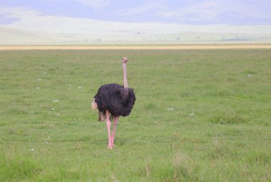 Devekuşu Afrika Savannah