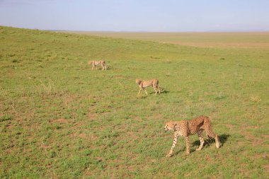 Young Cheetahs hunting 