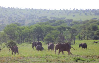 Vahşi filler görünümünü