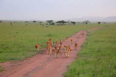 Üzerinde kuru manzara yürüyüş aslanlar