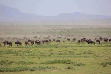 Texas'ın otlatma grup