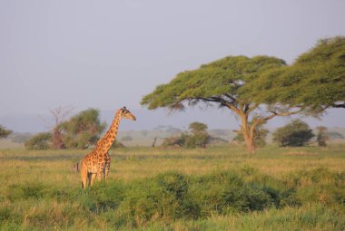 meraklı zürafa (zürafa zürafa)