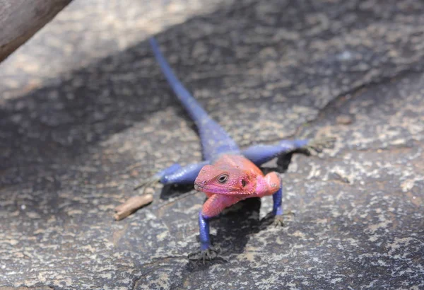 Lagarto de banho de sol em pedra — Fotografia de Stock