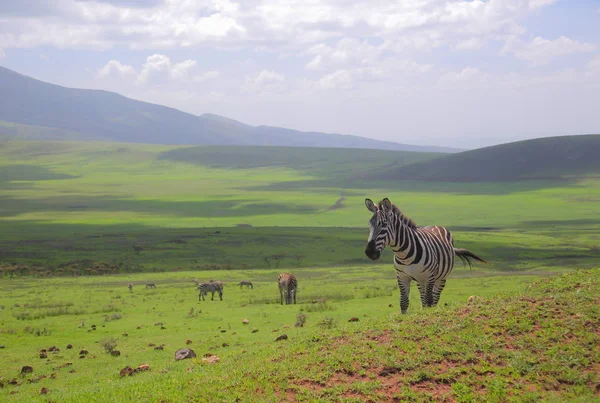 Cebras en la sabana africana —  Fotos de Stock
