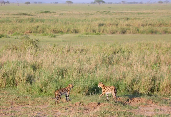 Serval koty (Felis serval) gra — Zdjęcie stockowe