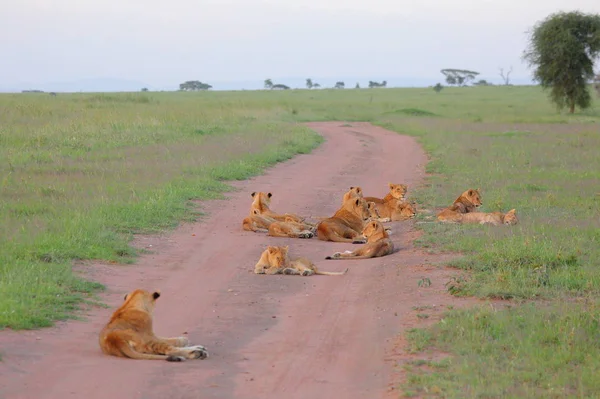 Groep van leeuwen in de Afrikaanse savanne — Stockfoto