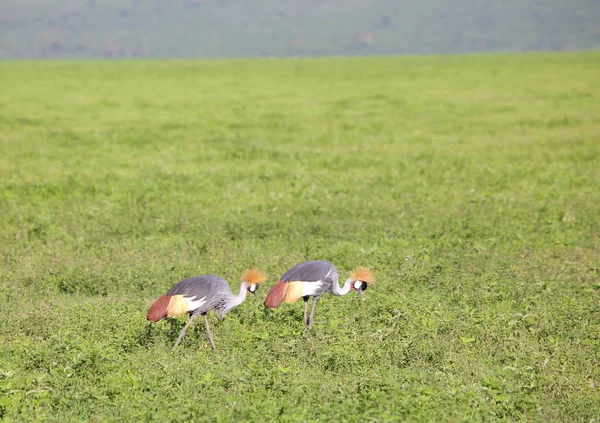 Beaux oiseaux dans la savane africaine — Photo