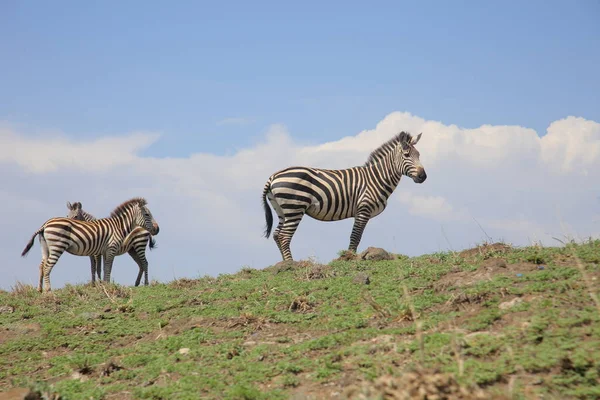 Zèbres dans la savane africaine — Photo