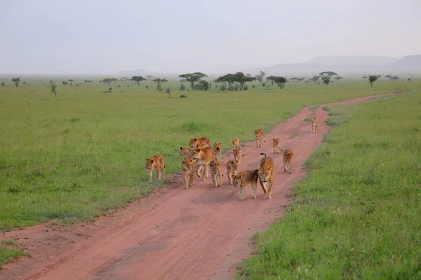 Üzerinde kuru manzara yürüyüş aslanlar