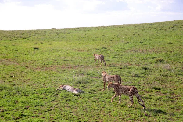 Afrika savanasında çitalar